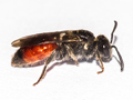 Sphecodes ephippius